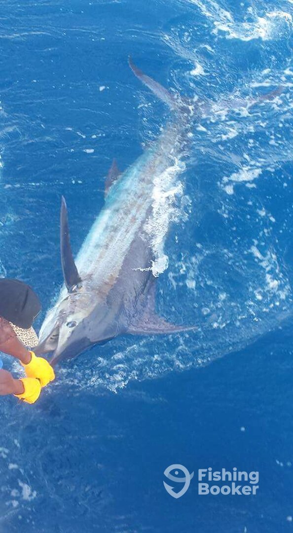 Blue marlin release on Rocky Bluff
