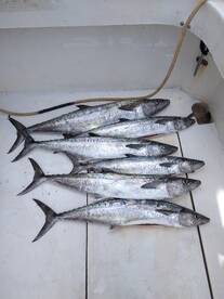 Port Canaveral Report Photo 1