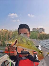 Kuala Lumpur Urban Peacock Bass