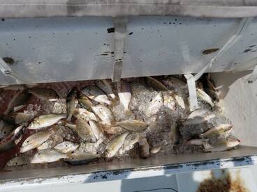 Solomons Report Photo 1