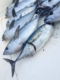 The Dolphin are showing up!