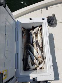 Speckle Trout are showing up in Lake Pon