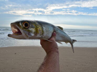 Grander ladyfish