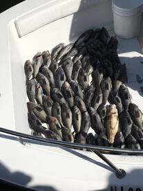 Seabass season opens oct 8th 