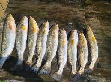 Speckled Trout Limit