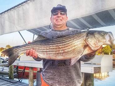 Bass , blues and seabass 