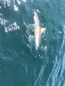 Homosassa Report Photo 2