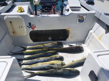 Cabo San Lucas Report Photo 2