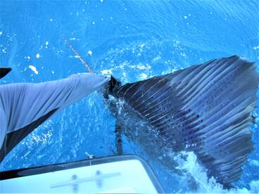 Cabo San Lucas Report Photo 2