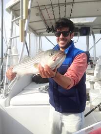Striped Bass