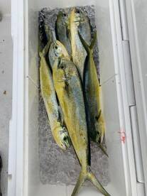 Dania Beach Report Photo 1