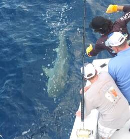 Fort Lauderdale Report Photo 2