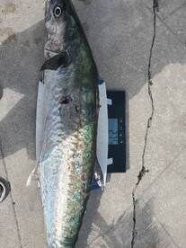 Bay Pines Report Photo 2