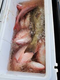 Fall weekend snapper 