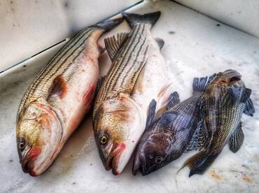 Unbelievable fishing nonstop 