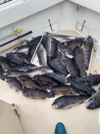 Montauk Report Photo 1