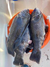 Montauk Report Photo 2