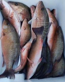 Our Cooking Tips For Your Catch