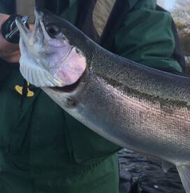 17,18,19 just opened up