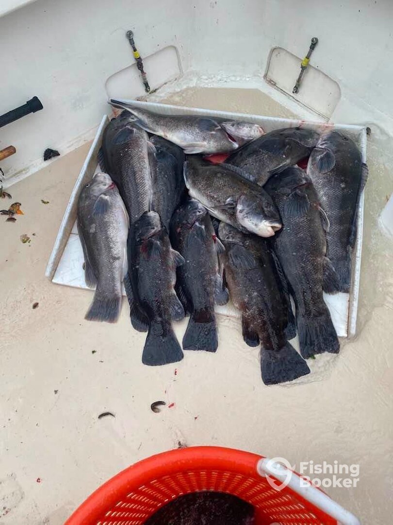 Montauk Report Photo 0