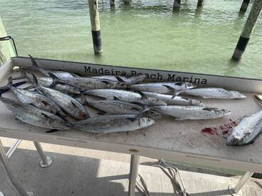 Gulfport Report Photo 2