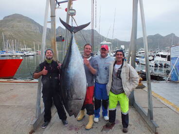 South African Southern Bluefin Tuna