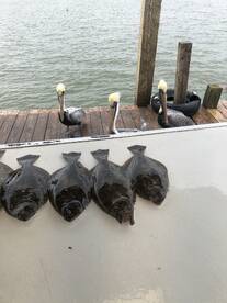 Galveston Report Photo 2