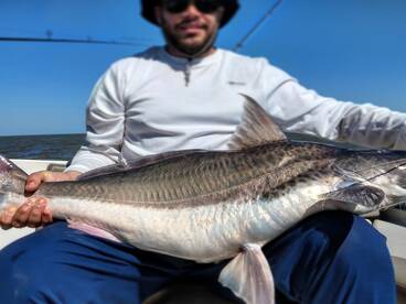 Excellent fishing for large golden dorad