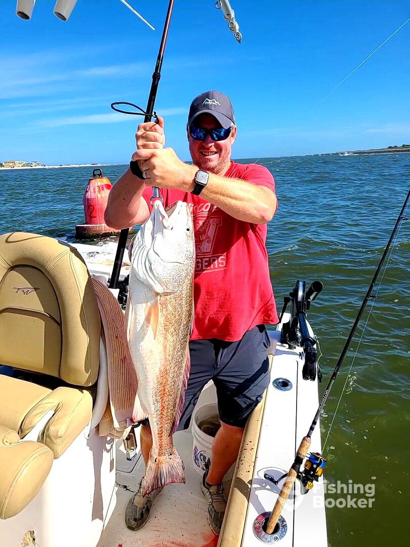 45 inch Bullred