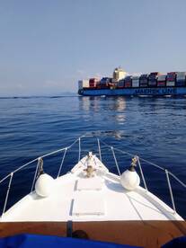 Nice Stripped Marlin. We realeased sever