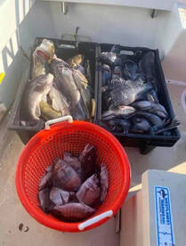 Montauk Report Photo 1