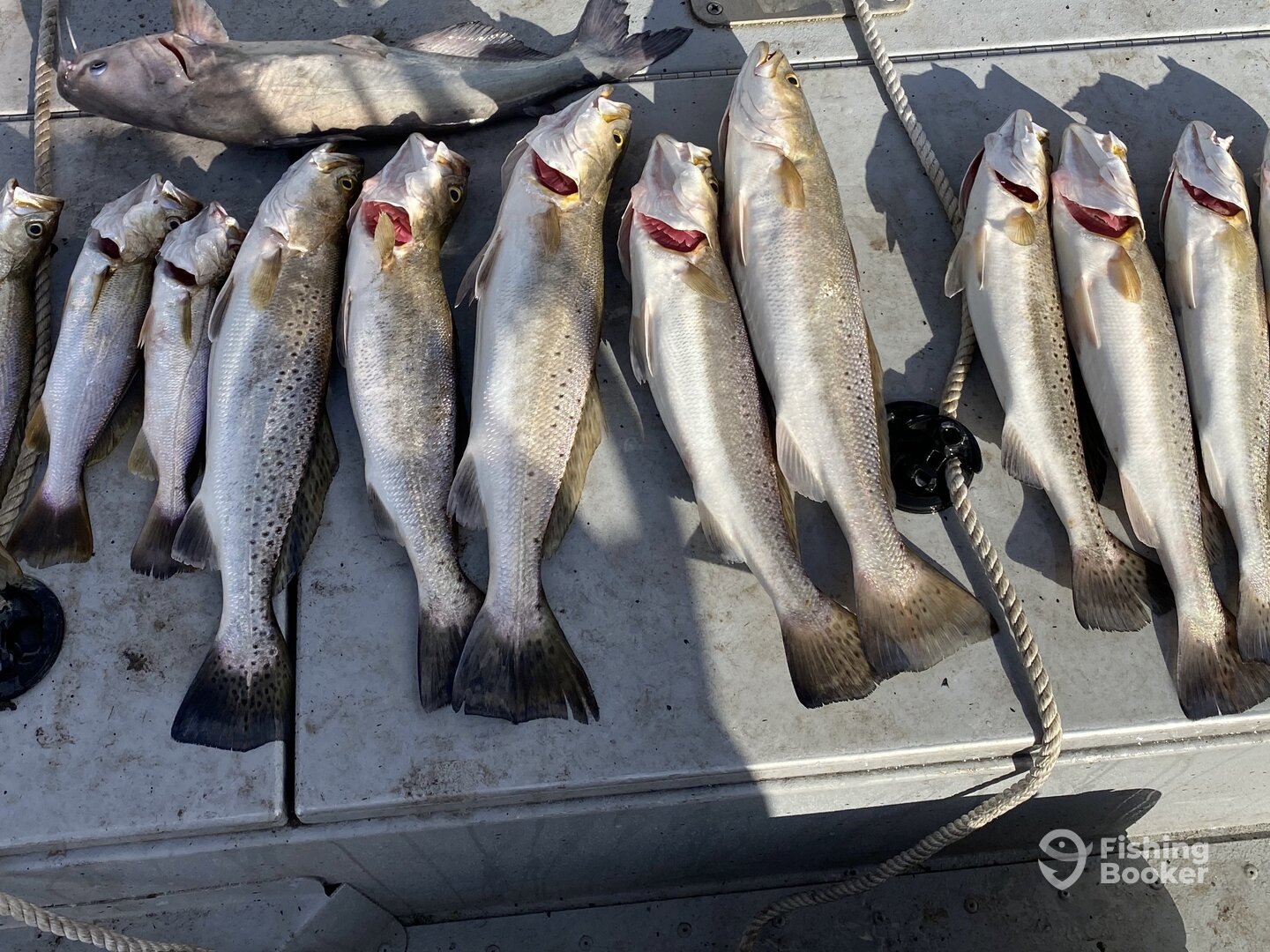 Limits of Trout