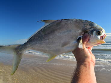 Pompano! Best tasting fish from our beach.