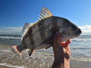 Surf black drum!