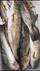 Mobile Bay Specks are HUNGRY...