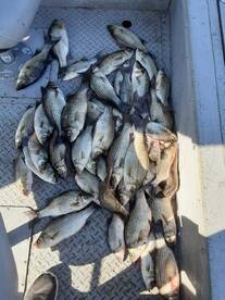 Whitebass/Sandbass smash on Ft Gibson 