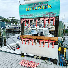 Vermillion snapper bite is strong this D