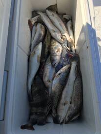 Port O'Connor Report Photo 1