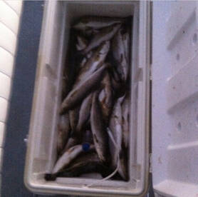 Trout are on the move 