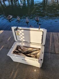 Limited Out on Evening Trip