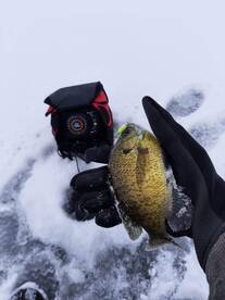 Electronics help locate panfish