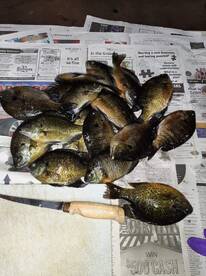 mess of Bluegill