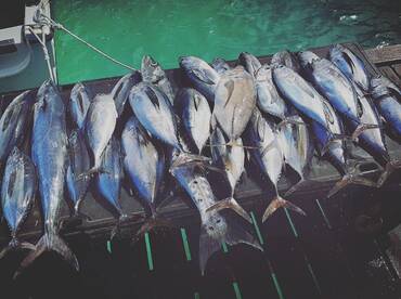 Lights, Tuna, ACTION!!!