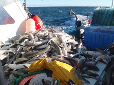 Alot of cutting to process the sharks