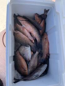 Limits of mango snapper and a bunch of g