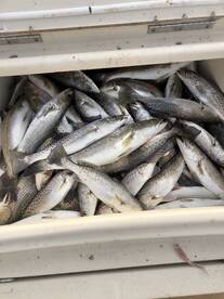 Limit of trouts!