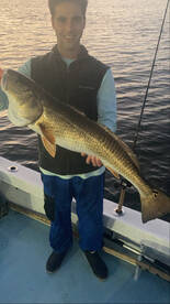 BIG Cobia Redfish Black drum and Sharks!