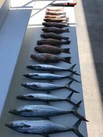 Islamorada Report Photo 1