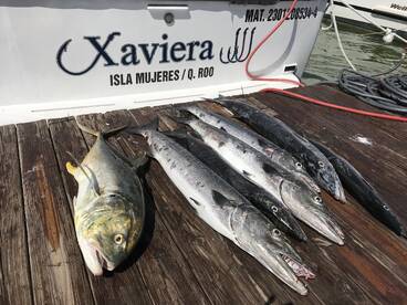 Jack and big barracudas 