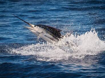 Sail Fish Release